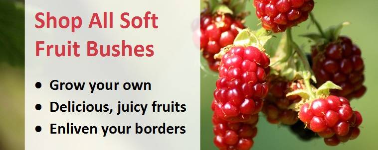 Shop soft fruit bushes